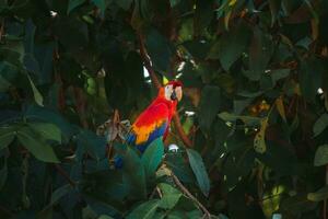 Red parrot in green vegetation. Scarlet Macaw, Ara macao, in dark green tropical forest photo