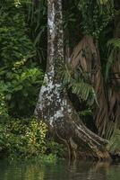 Green Heron n huge tree trunk beside the tortuguero river in Costa Rica photo