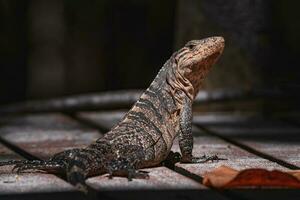 Portrait of an iguana in profile. Exotic iguana. Iguana portrait photo