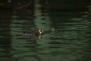 Close-up view of a Spectacled Caiman photo