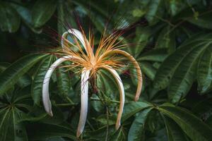 flor de pachira aquatica un tropical humedal árbol en tortuguero nacional parque foto