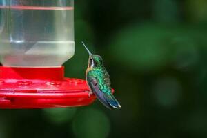 Focus selection. Hummingbird in the rain forest of Costa Rica photo