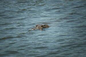 An American Crocodile suns itself on a river bank in Costa Rica photo