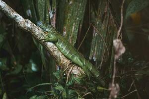 Green iguana on branch at forest in Tortuguero National Park photo