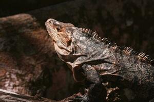 Portrait of an iguana in profile. Exotic iguana. Iguana portrait photo