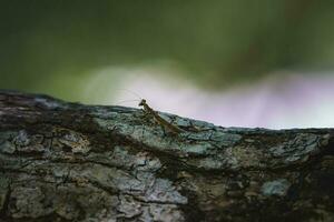 Closeup of grasshopper on bark in forest at Costa Rica photo