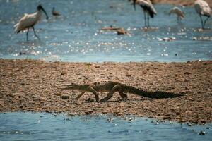 An American Crocodile suns itself on a river bank in Costa Rica photo