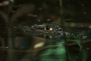 Close-up view of a Spectacled Caiman photo