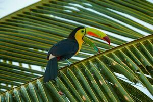 Colorful tucan in the wild photo