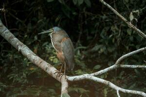 Agami heron bird perching on tree branch at Tortuguero National Park photo