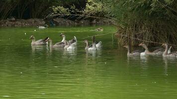 Herde von Gänse schwebend im Grün Ruhe See Filmaufnahme. video