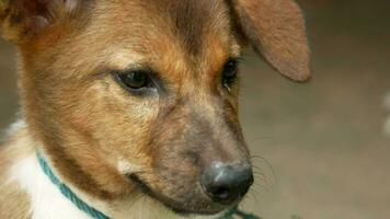 close up of a puppy isolated on black video