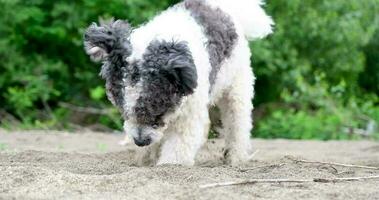 cute mixed breed dog digging hole in sand, walking outdoors. slow motion video