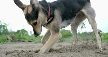 cute mixed breed dog digging hole in sand, walking outdoors. slow motion video