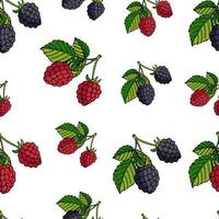 seamless pattern blackberries and raspberries vector