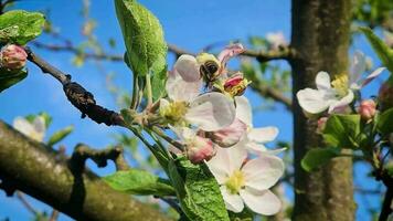 ipnotizzante video cattura il delicato bellezza di ape impollinazione. testimone il api come essi raccogliere nettare e contribuire per il vitale processi di impollinazione.