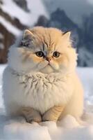 fluffy cat is sitting in the snow. . photo