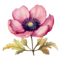 aquarelle anémone fleur, magnifique floral, ai génératif png