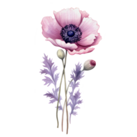 watercolor anemone flower, beautiful floral, png