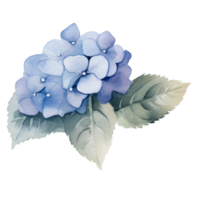 beautiful watercolor hydrangea flower, AI Generative png