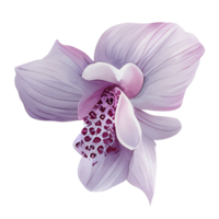 hermosa acuarela tailandés rosado púrpura orquídea flor, ai generativo png
