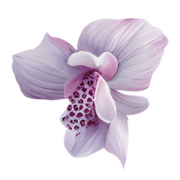 beautiful watercolor thai pink purple orchid flower, AI Generative png