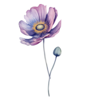 Aquarell Anemone Blume, schön Blumen, ai generativ png