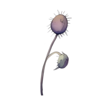 watercolor anemone flower, beautiful floral, AI Generative png