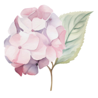 hermosa acuarela hortensia flor, ai generativo png