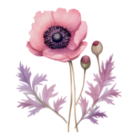 watercolor anemone flower, beautiful floral, png