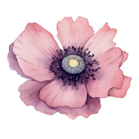 watercolor anemone flower, beautiful floral, AI Generative png