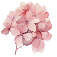 magnifique aquarelle hortensia fleur, ai génératif png