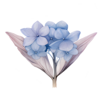 beautiful watercolor hydrangea flower, AI Generative png