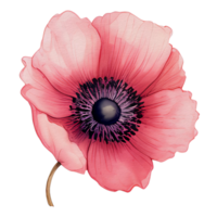 Aquarell Anemone Blume, schön Blumen, ai generativ png