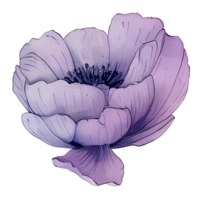 watercolor anemone flower, beautiful floral, AI Generative png