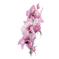 schön Aquarell thailändisch Rosa lila Orchidee Blume, ai generativ png