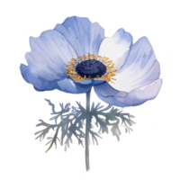 watercolor anemone flower, beautiful floral, AI Generative png