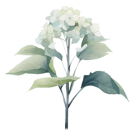 hermosa acuarela hortensia flor, ai generativo png