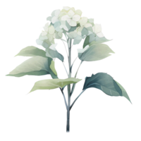 beautiful watercolor hydrangea flower, png