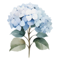 beautiful watercolor hydrangea flower, png