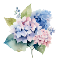 beautiful watercolor hydrangea flower, png