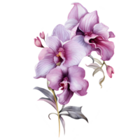beautiful watercolor thai pink purple orchid flower, AI Generative png