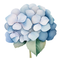 beautiful watercolor hydrangea flower, AI Generative png