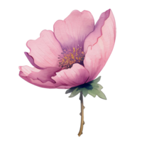 acquerello anemone fiore, bellissimo floreale, ai generativo png