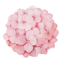 magnifique aquarelle hortensia fleur, ai génératif png