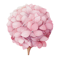 beautiful watercolor hydrangea flower, png