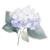 beautiful watercolor hydrangea flower, png