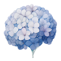 skön vattenfärg hortensia blomma, ai generativ png