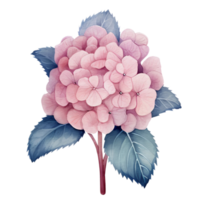 hermosa acuarela hortensia flor, ai generativo png