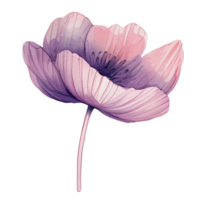 aguarela anêmona flor, lindo floral, ai generativo png